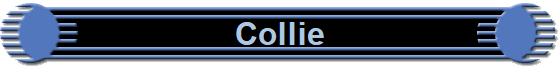 Collie